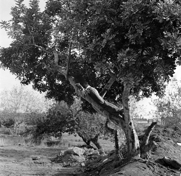 Fina Miralles "El árbol. El árbol y el hombre. Encima del árbol"