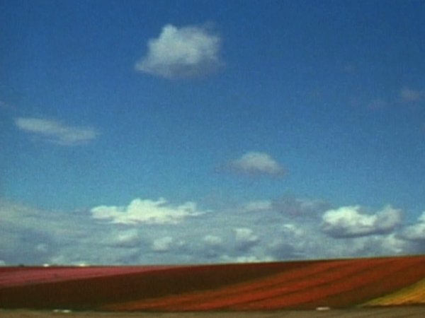 Què amaguen els camps de flors de Martha Rosler?