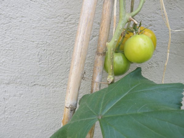 Imatge decorativa