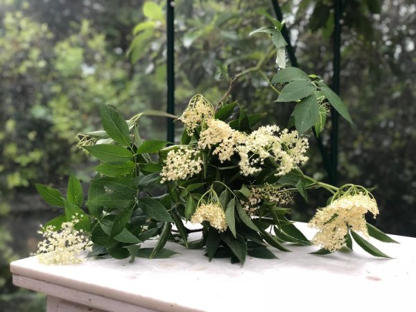 Imatge decorativa