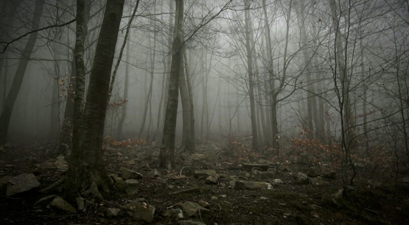 Fotograma d'un bosc de l'obra "A Forest" de Max de Esteban