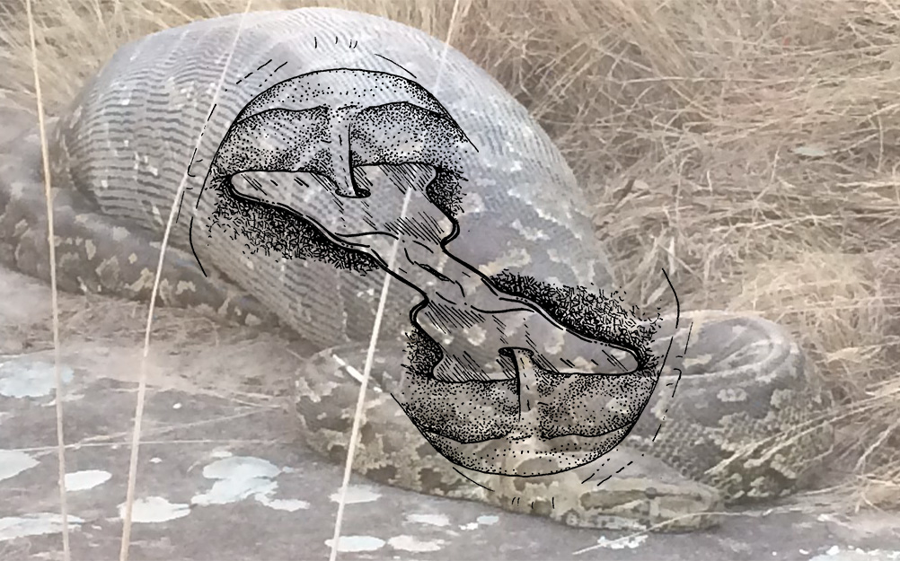 Ariadna Guiteras & Lauren Gault, "Glossia", 2025. Courtesy of Dilalica