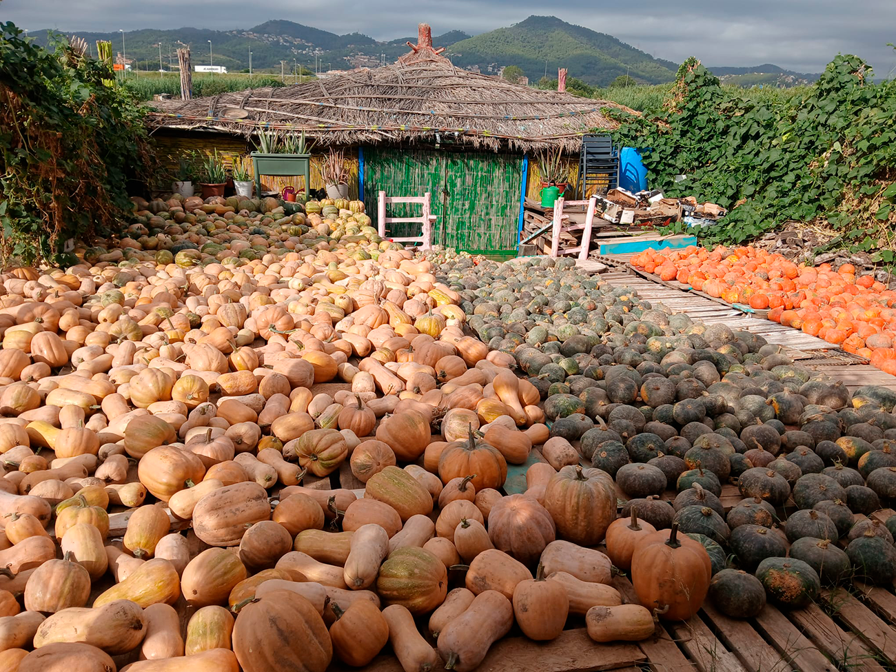 Pumpkins at Horta l’Africà. © Keita Mady