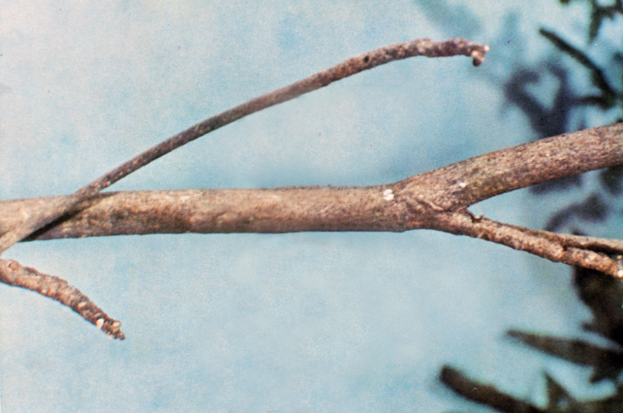 Pla detall d'una branca d'un arbre sobre fons blau.