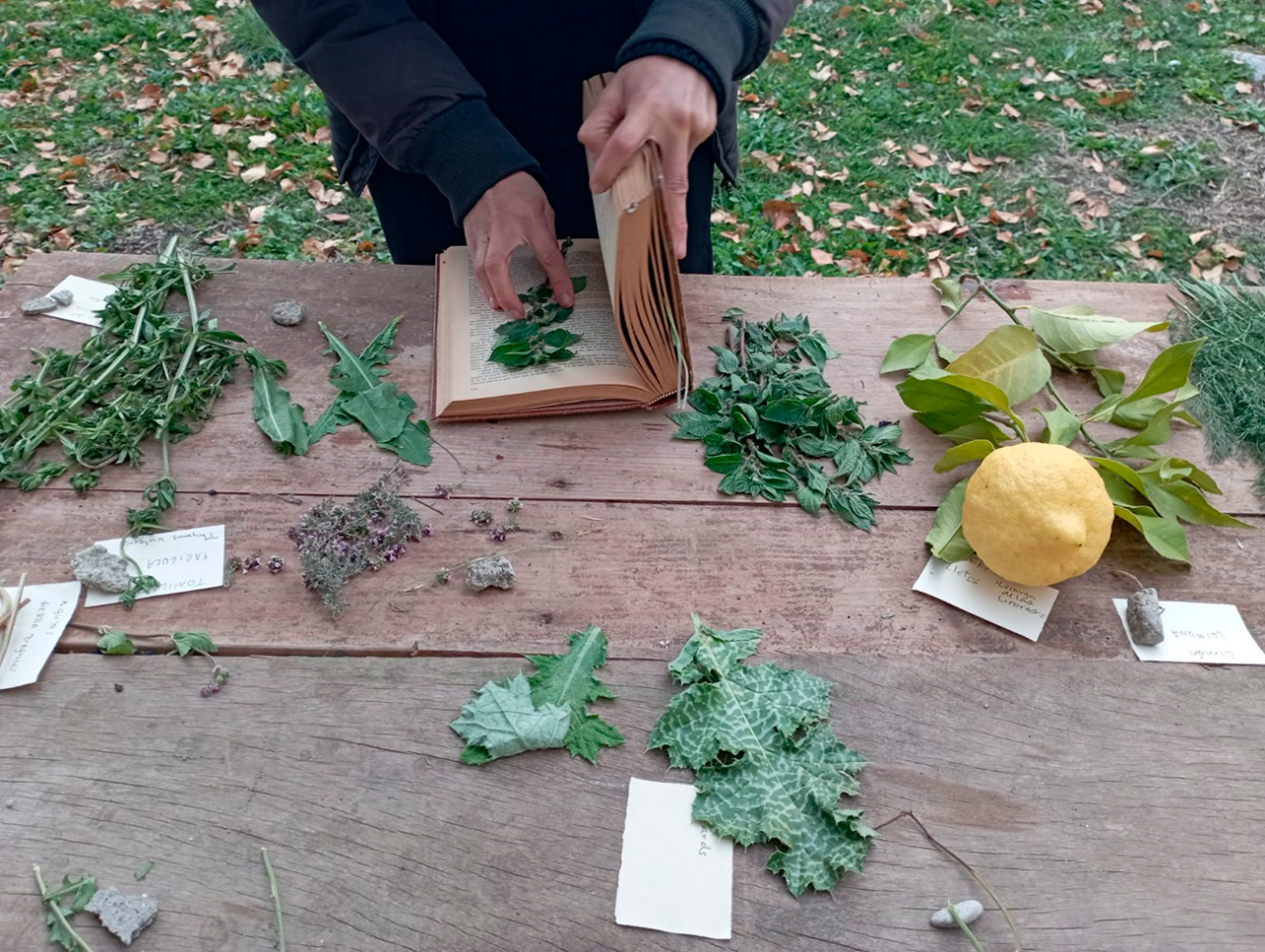 Sobre una taula de fusta es disposen diferents manats d'herbes aromàtiques: farigola, xicoira, llimona, orenga, menta i romaní. Al centre unes mans col·loquen delicadament una planta entre les pàgines d'un llibre, preparant-la per ser premsada.