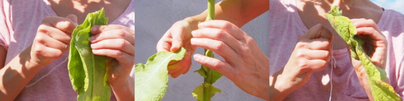 Primer pla d'unes mans retirant les fulles d'una tija d'enciam espàrrec.